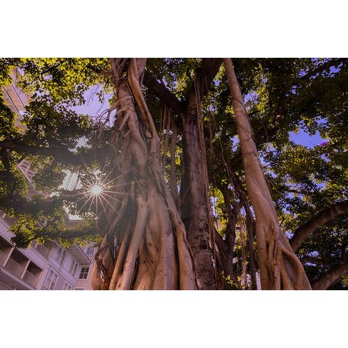 Norring, Tom 아티스트의 Majestic old Banyan tree with sunstar-Waikiki-Oahu-Hawaii작품입니다.